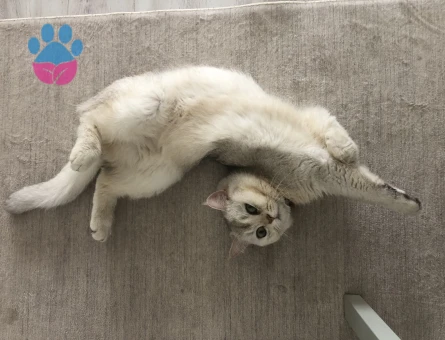British Shorthair Oğluma Eş arıyoruz