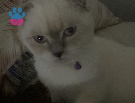 Scottish Fold kızıma gaziosmanpaşa veya cevresinden erkek kedi arıyoruz