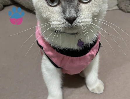 Scottish Fold kızıma gaziosmanpaşa veya cevresinden erkek kedi arıyoruz