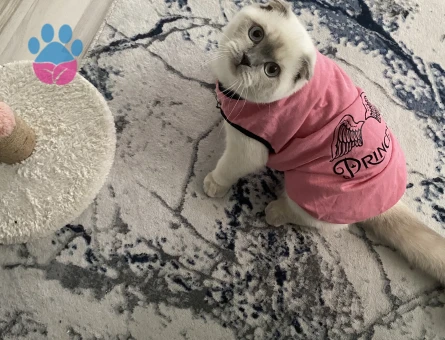 Scottish Fold kızıma gaziosmanpaşa veya cevresinden erkek kedi arıyoruz