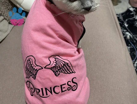 Scottish Fold kızıma gaziosmanpaşa veya cevresinden erkek kedi arıyoruz