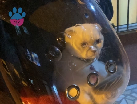 Scottish Fold kızıma gaziosmanpaşa veya cevresinden erkek kedi arıyoruz