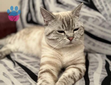 1 yaşında oğluma gelin arıyorum