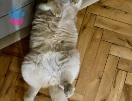 golden kedime dişi arıyoruz. Baba oldu önceden