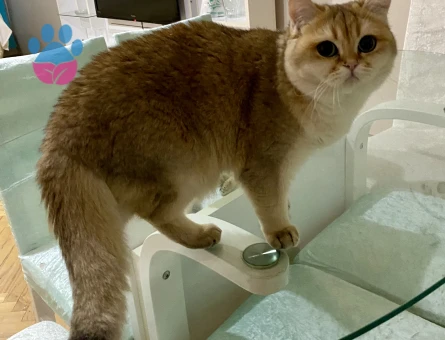 golden kedime dişi arıyoruz. Baba oldu önceden