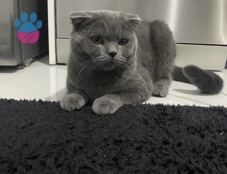 Scottish fold 1.5 yaşında eş arıyorum