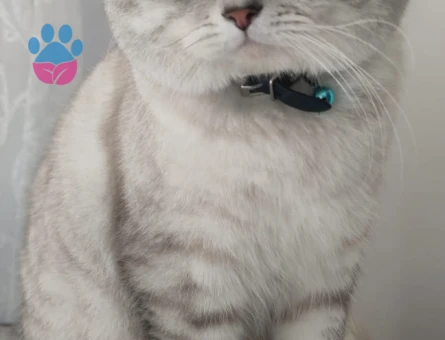 2 yaşında British Shorthair cinsi erkek kadim eş arıyor