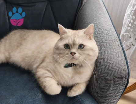 2 yaşında British Shorthair cinsi erkek kadim eş arıyor
