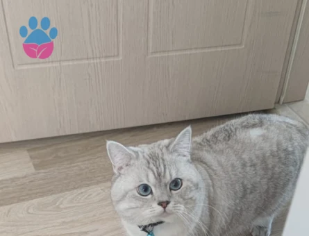 2 yaşında British Shorthair cinsi erkek kadim eş arıyor