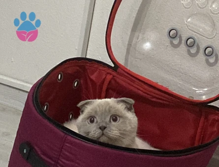 Kızımıza Damat arıyoruz.