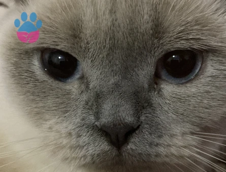 Kızımıza Damat arıyoruz.