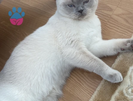 Kızımıza Damat arıyoruz.