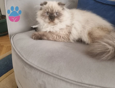 Soylu prenses kızıma prens arıyoruz