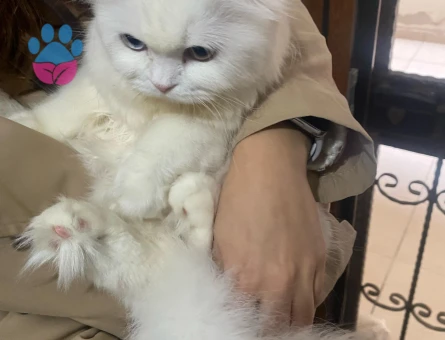 SCOTTİSH FOLD KIZIMA EŞ ARIYORUM