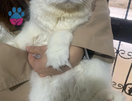 SCOTTİSH FOLD KIZIMA EŞ ARIYORUM