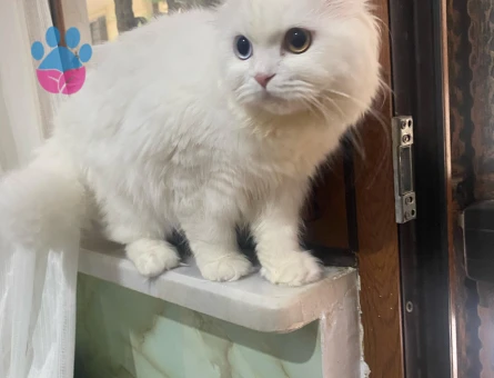 SCOTTİSH FOLD KIZIMA EŞ ARIYORUM