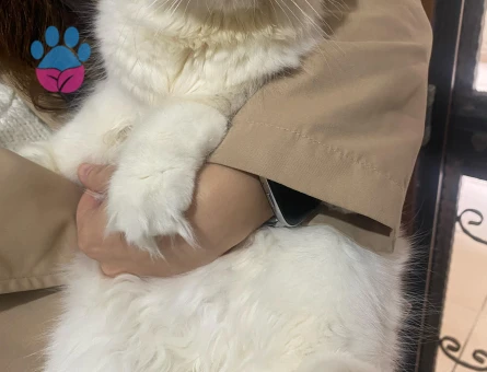 SCOTTİSH FOLD KIZIMA EŞ ARIYORUM