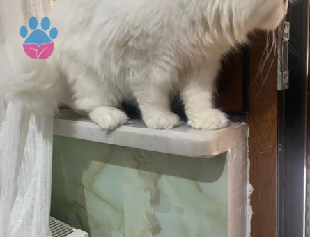 SCOTTİSH FOLD KIZIMA EŞ ARIYORUM