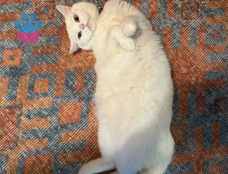 2 Yaşında British Shorthair kızımıza damat arıyoruz.