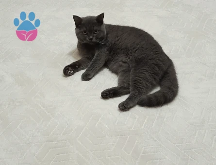 Prens prensesini arıyor