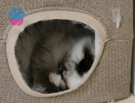 British Longhair Kızımıza eş arıyoruz