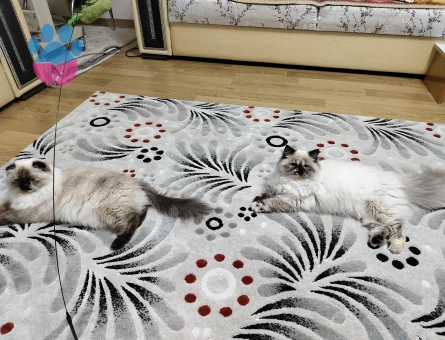 British Longhair Kızımıza eş arıyoruz