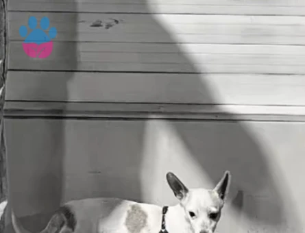 Şaşkın eş arıyo