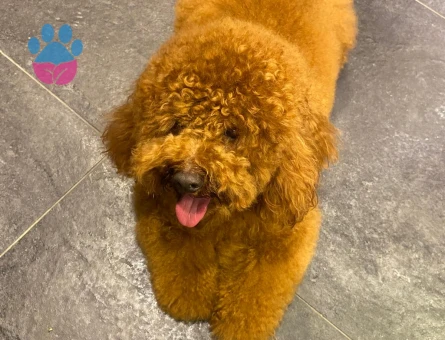 Toy Poodle Oğluma eş arıyorum