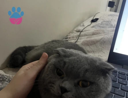 2 yasinda Scotish kedime es ariyorum