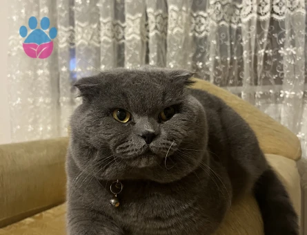 2 yasinda Scotish kedime es ariyorum