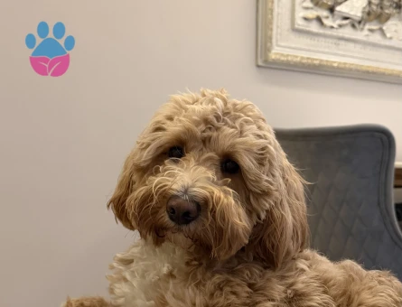 Maltipoo 2 Yaşında Eş Arıyor