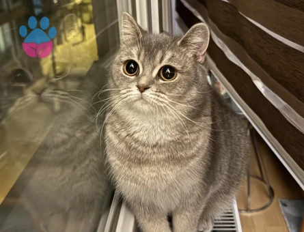 British Shorthair Kedime Eş Arıyorum 2 Yaşında