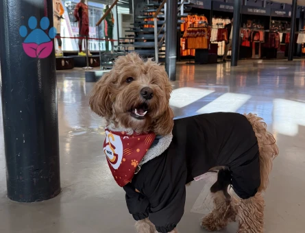 Maltipoo 2 Yaşında Eş Arıyor