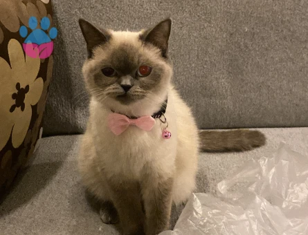 kızım dondurmaya arkadaş arıyorum