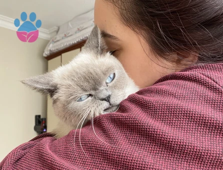 kızım dondurmaya arkadaş arıyorum