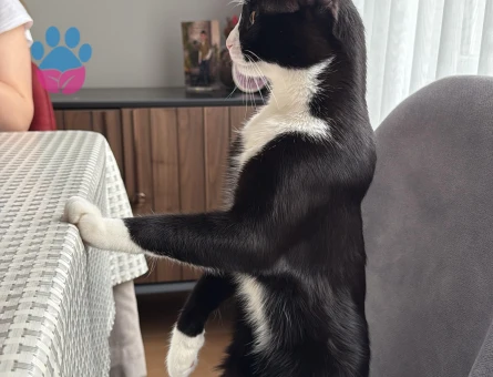 Smokin Erkek Kedime Eş Arıyorum