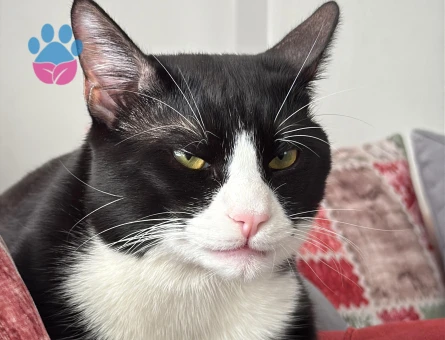 Smokin Erkek Kedime Eş Arıyorum