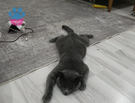 British Blue Erkek Kedime Eş Arıyorum