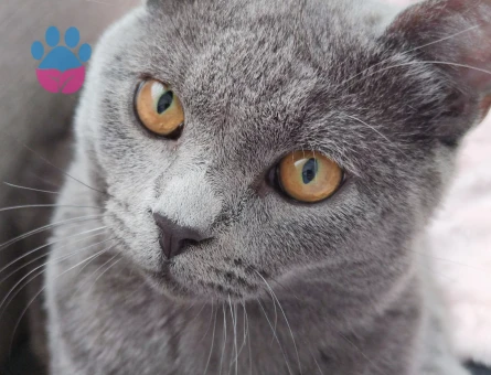 British Blue Erkek Kedime Eş Arıyorum