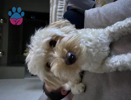 Bal’ımıza damat arıyoruz