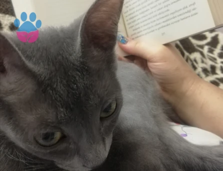 Russian blue Dişi 8 aylık