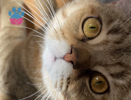 British Shorthair 2 Yaşında Eş Arıyor