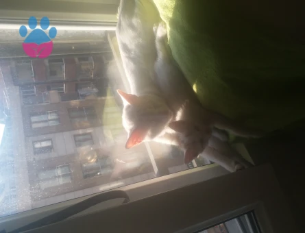 Van Kedisi Oğluma Eş Arıyorum Kızgınlıkta