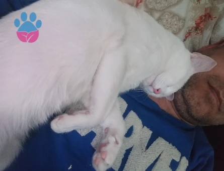 Van Kedisi Oğluma Eş Arıyorum Kızgınlıkta