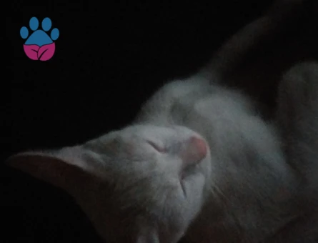 Van Kedisi Oğluma Eş Arıyorum Kızgınlıkta