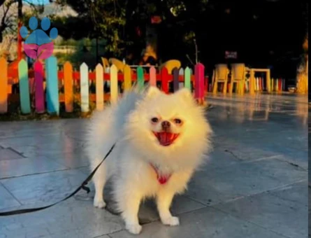 Dişi Pomerinan Boo 3 yaşındaki kızıma eş arıyorum