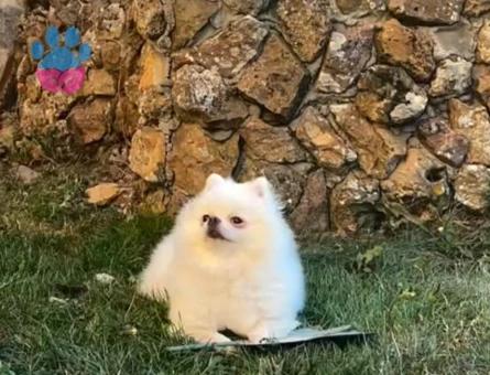Dişi Pomerinan Boo 3 yaşındaki kızıma eş arıyorum