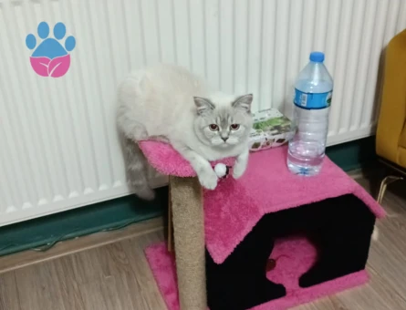 British Kızımıza Eş Arıyoruz