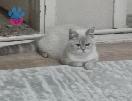 British Kızımıza Eş Arıyoruz