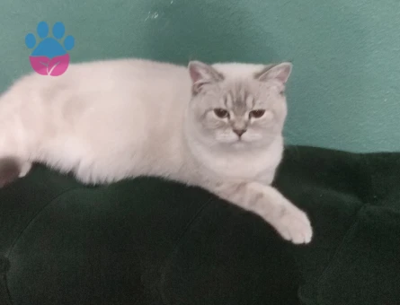 British Kızımıza Eş Arıyoruz